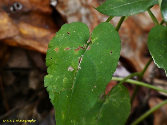 {Symphyotrichum undulatum}